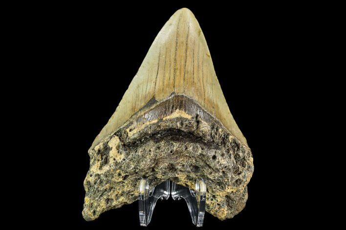 Fossil Megalodon Tooth - North Carolina #109849